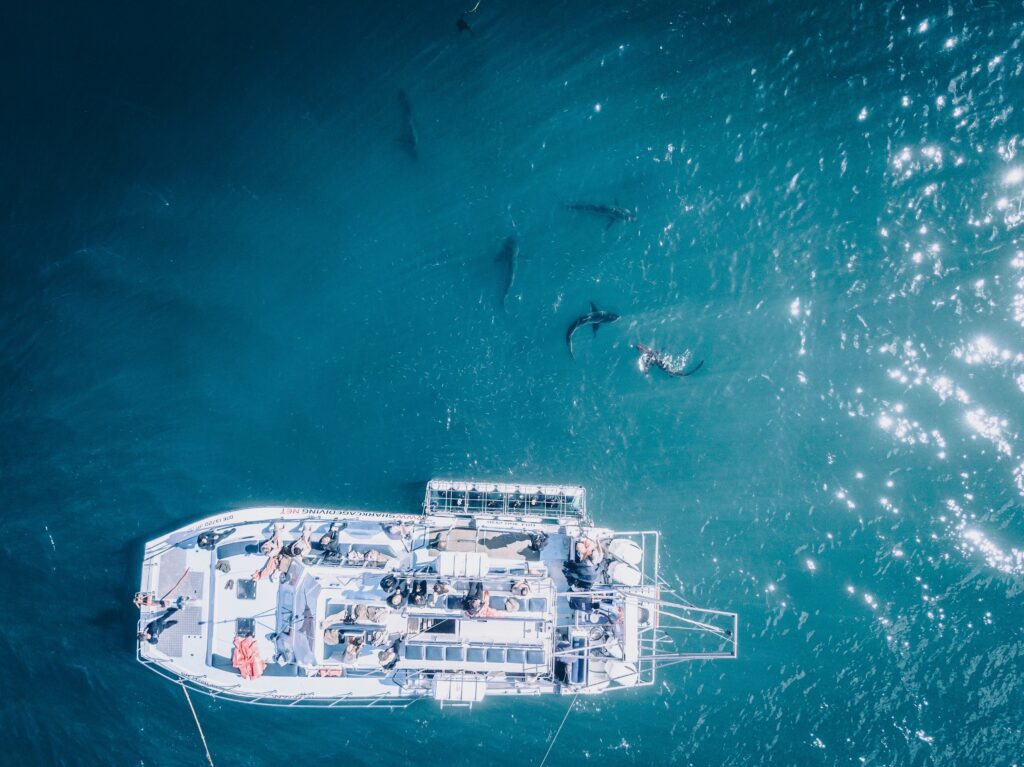 Shark viewing on a boat