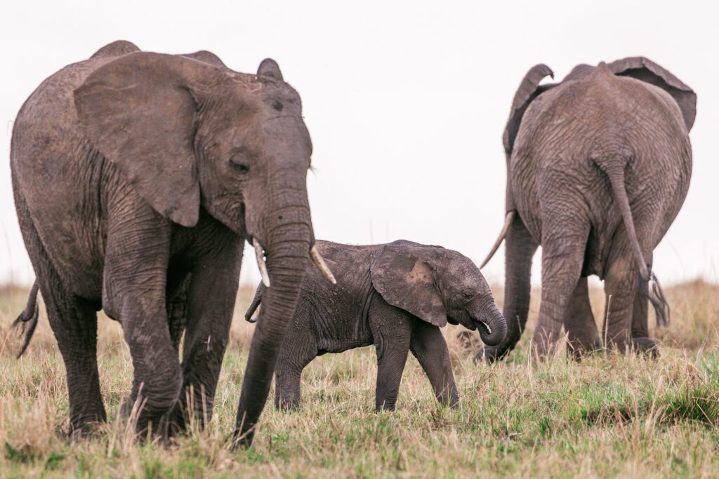 Herd of Elephants in Hluhluwe-Imfolozi Wildlife Park.