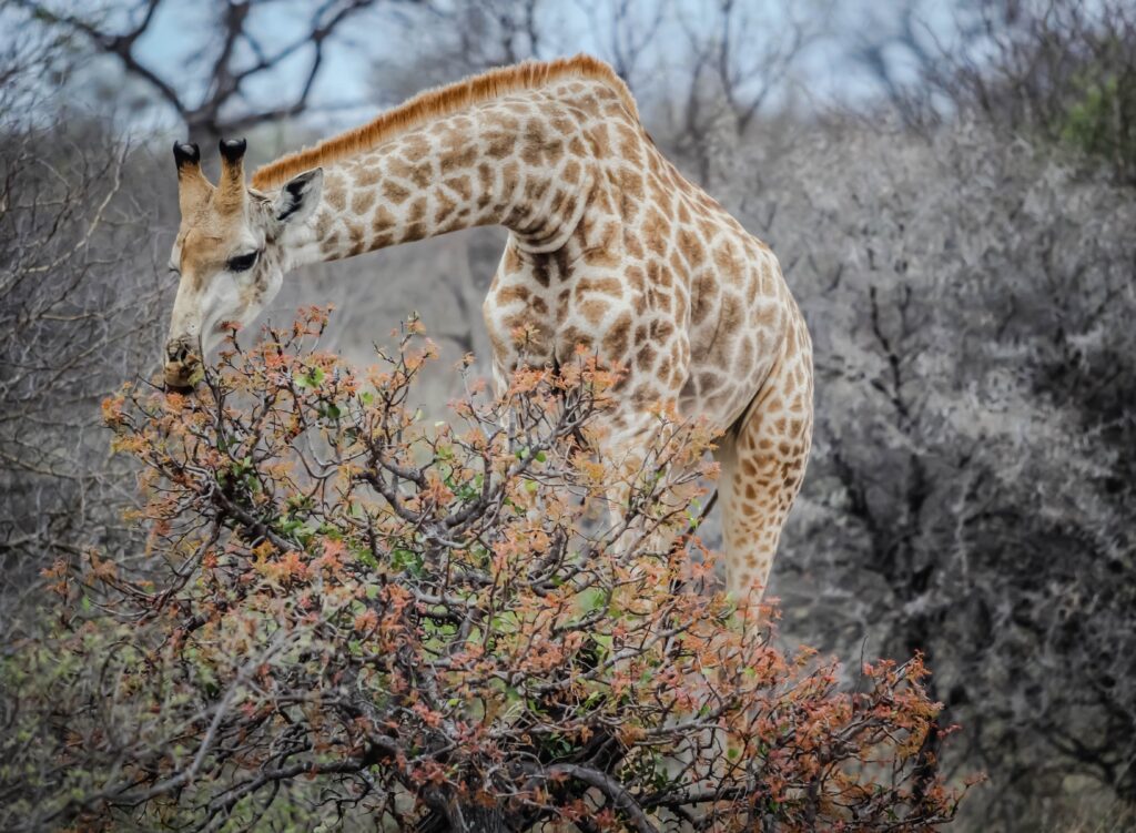 Giraffe in the iSimangaliso Wetland Park, St. Lucia KZN