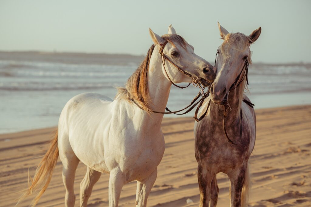 Two horses playing together on the beach