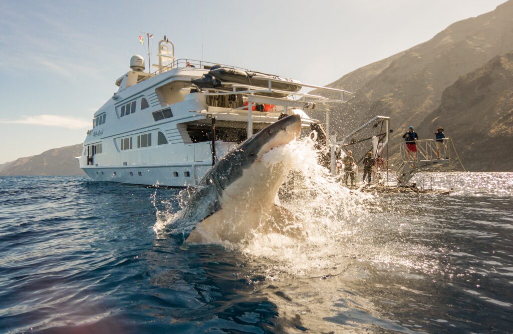 Great white breaching the water