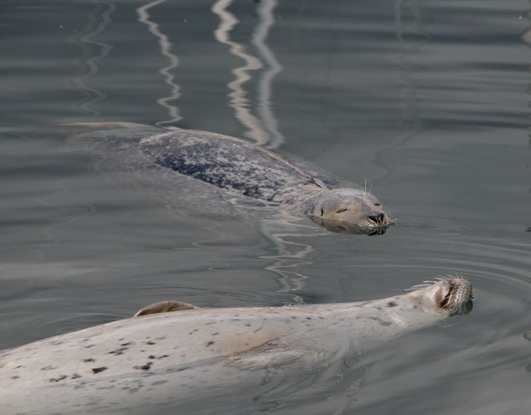 Where to swim with seals