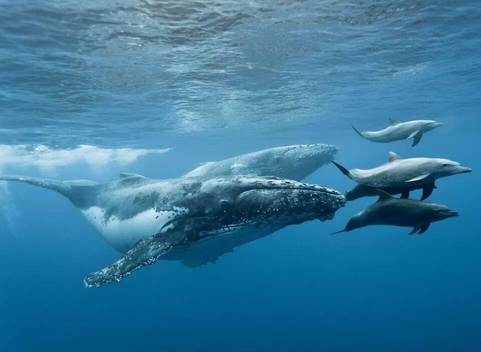 Whales and Dolphins